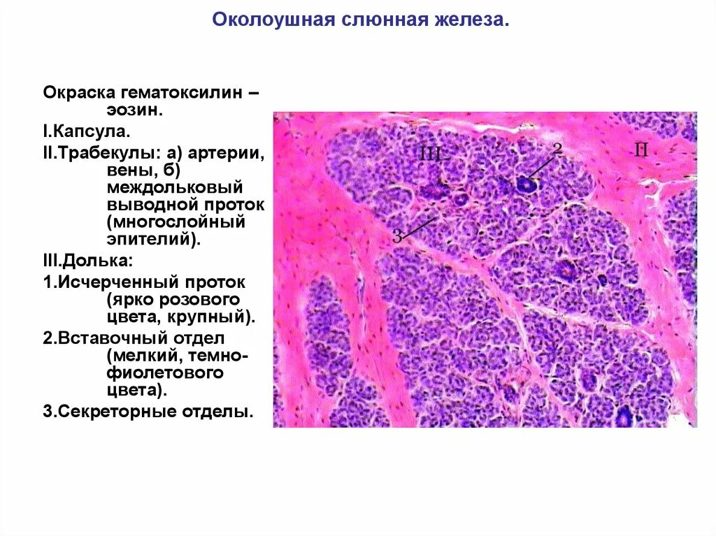 Слюнные железы гистология препарат. Околоушная железа гистология препарат. Околоушная слюнная железа гистология препарат. Околоушная слюнная железа гистология препарат с подписями. Препарат околоушной железы