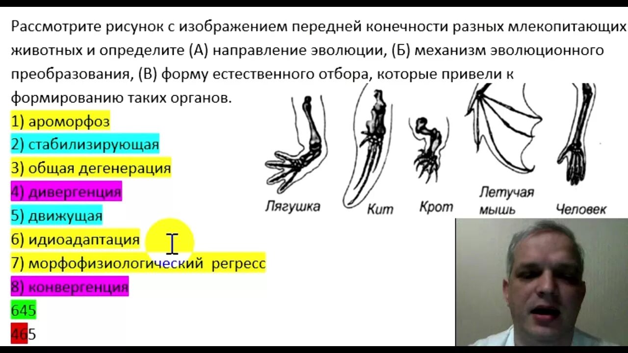 Направление эволюции крота. Конечности разных млекопитающих. Механизм эволюционного преобразования. Механизм эволюции конечности. Дивергенция и конвергенция схема.