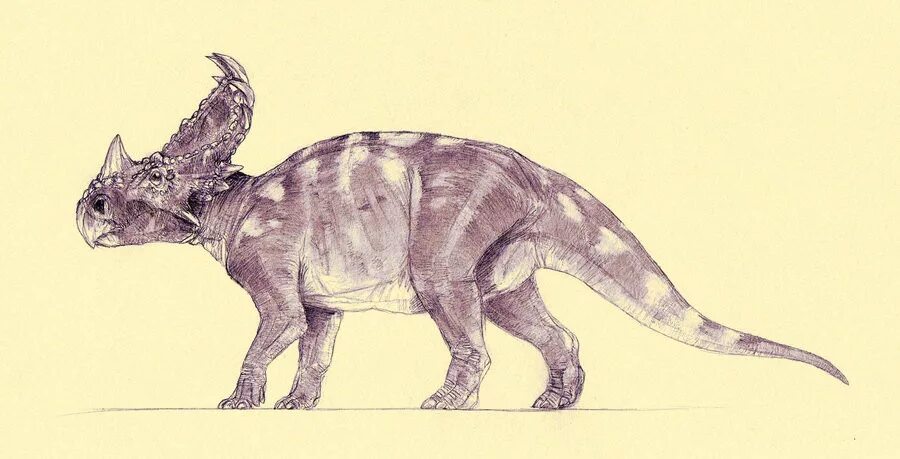 Синоцератопс. Sinoceratops. синоцератопс скелет. протоцератопс рисунок. синоцератопс меловой лагерь.