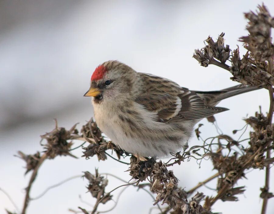 птицы: щегол,чечётка. серая птичка с красным пятнышком на голове. обыкновенная чечетка. обыкновенная чечетка птица. воробей с красным пятном на голове.