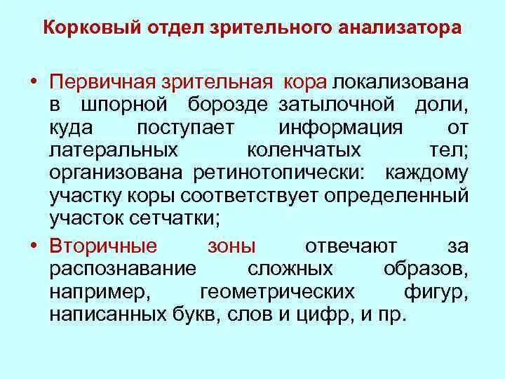 Корковый отдел зрительного анализатора. Центральный (корковый) отдел зрительного анализатора. Проводниковый и корковый отделы зрительного анализатора. Проводниковый и корковый отделы зрительной системы..