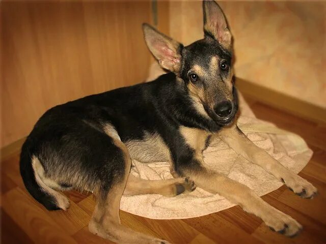 щенок в 4 месяца 4 кг. щенок в 4 месяца 4 кг. щенок дворняжки 2 месяца черный. щенок в 4 месяца 4 кг. щенок в 4 месяца 4 кг.