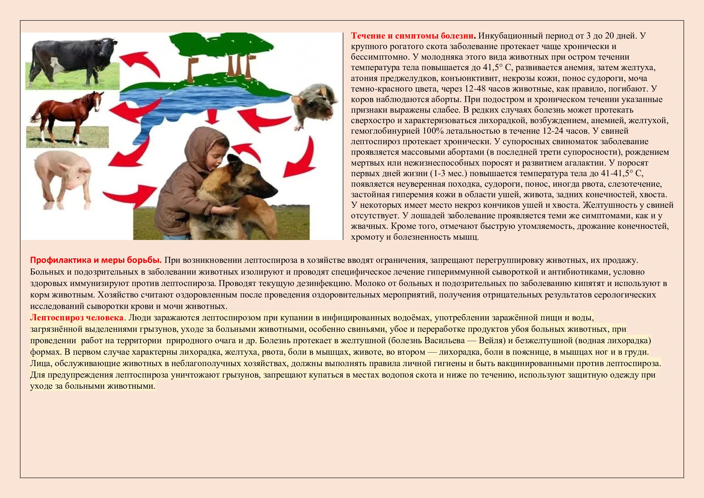 Профилактика лептоспироза КРС. Лептоспироз эпизоотология Ветеринария. Пути заражения лептоспирозом животных. Лептоспироз КРС памятка. Больной лептоспирозом