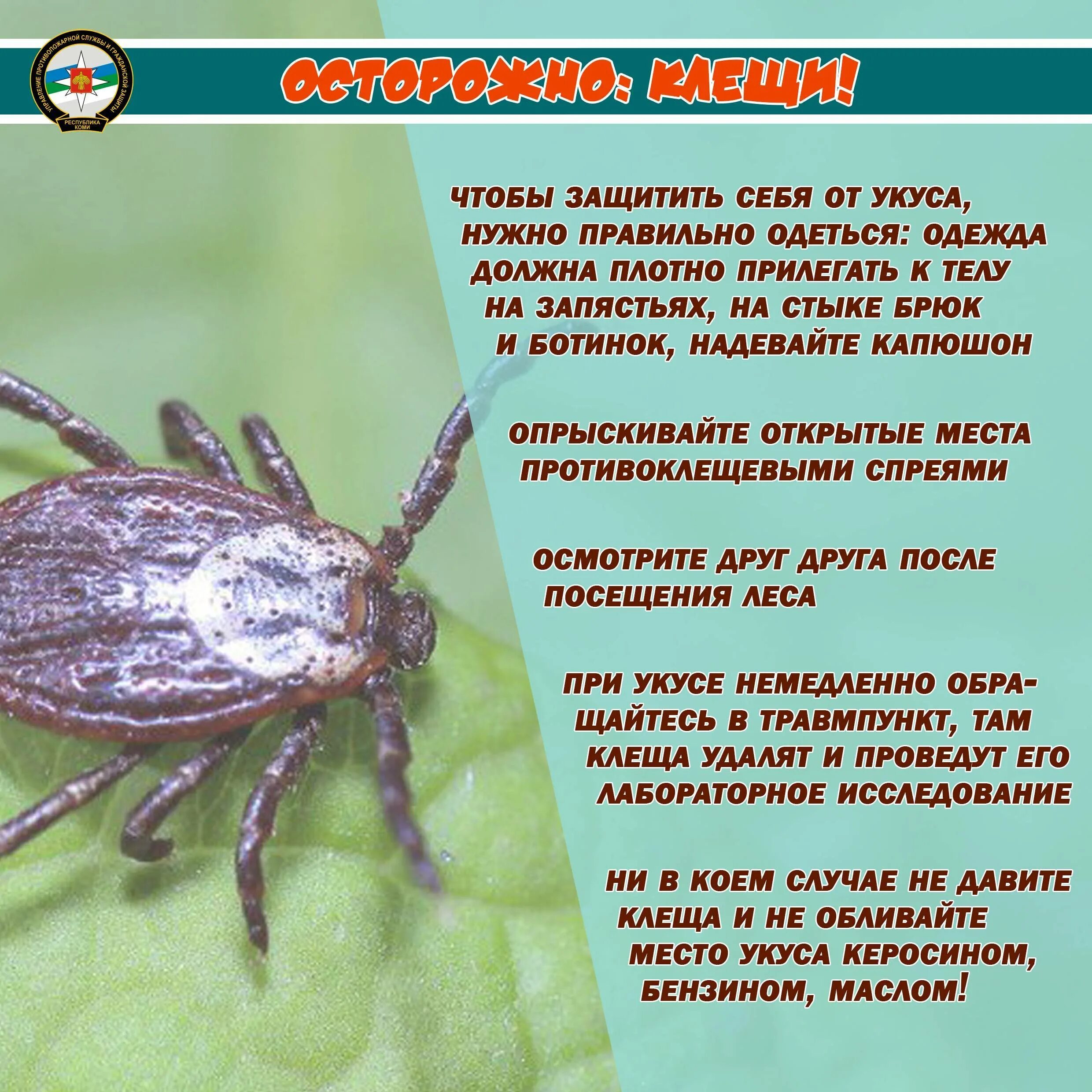 Как отличить клеща от других насекомых