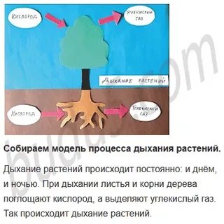 Как дышат растения 3 класс окружающий мир