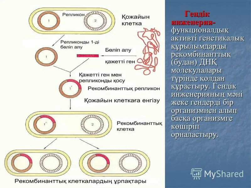 кто открыл клеточную инженерию. основоположник генной инженерии. гендік инженерия презентация. гендік инженерия және биотехнология. гендік инженерия.