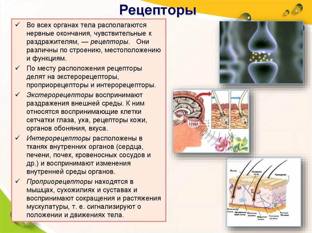 Рецепторы. Рецепторы в организме человека. Где расположены рецепторы. Receptoria.