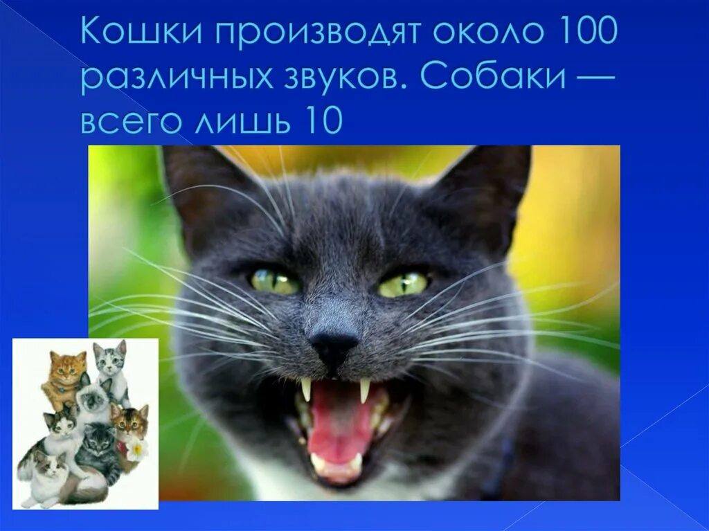 Включи звуки котиков. Кошки могут издавать около 100 различных звуков. Звук кошки. Верите ли вы, что кошки могут производить около 100 звуков. Звуки кошек на разные темы.