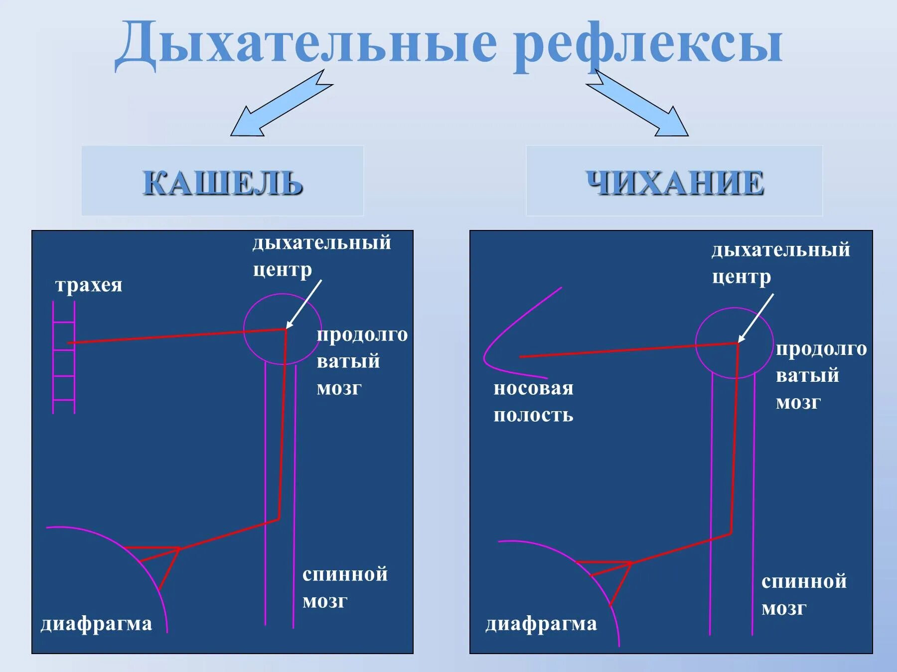 Дыхательные рефлексы. Рефлекторные дуги чихания и кашля. Регуляция чихания и кашля. Рефлекс кашля.