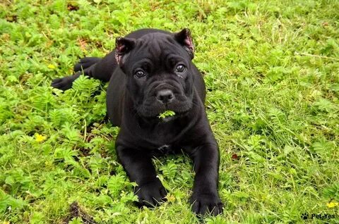 Cane corso