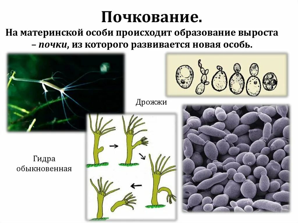 Почкование какой способ размножения. Вегетативное размножение почкованием примеры. бесполое размножение многоклеточных организмов. формы бесполого размножения клонирование. клонирование бесполое размножение.