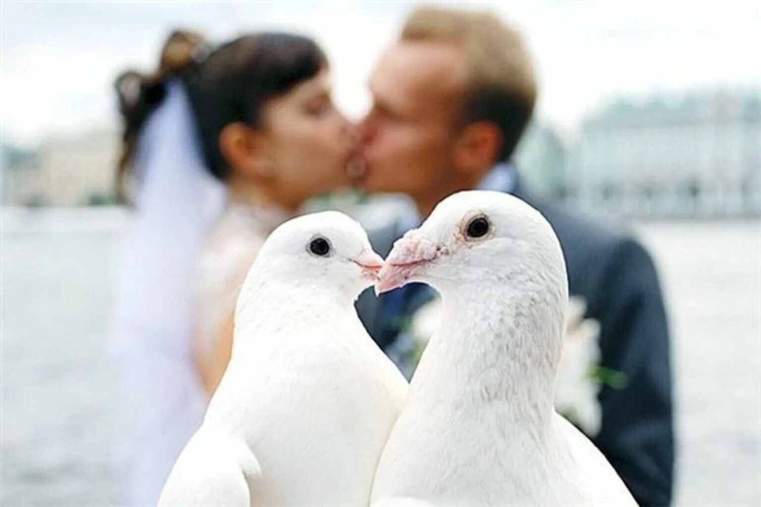 Двое белых. Любовь и голуби. Белые голуби любви. Свадебный Гусь. Пара влюбленных голубей.