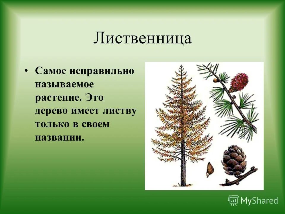Презентация лиственница. Презентация лиственница