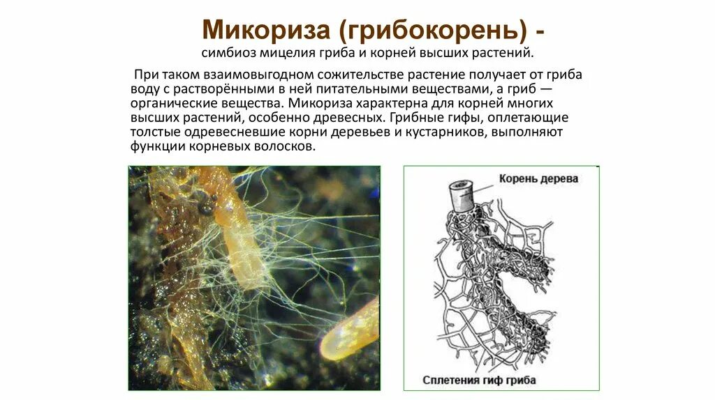 Микориза гриба представляет собой. Метаморфозы корней микориза. микориза видоизменённый корень. видоизменения (симбиоз микориза) корня. видоизменения корней микориза.