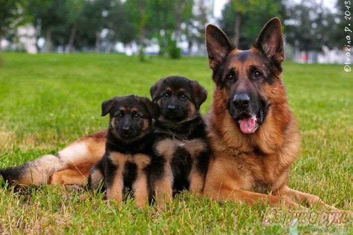 2 немецкие овчарки. Щенок немецкой овчарки 1 месяц. Собака немецкая овчарка щенок. Неметски овчарка щенки. Щенки немецкой овчарки ижевск.