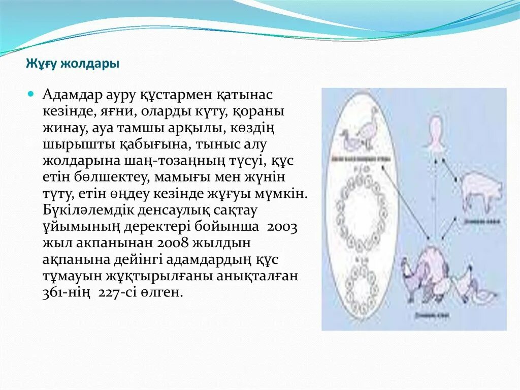 Ковид в 24 году. Ковид строение. Ковид 19 схема. Ковид морфология.