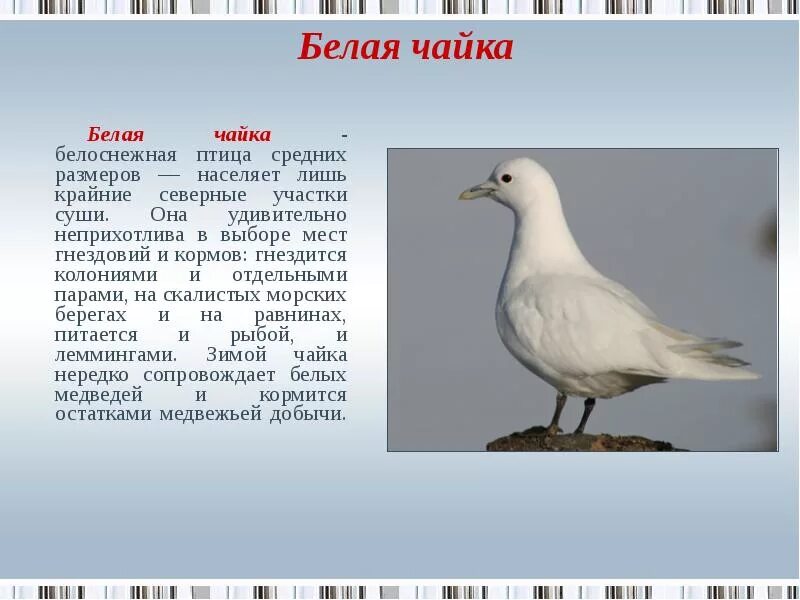 Сколько весила чайка. Белая Чайка красная книга для детей краткое описание. Сообщение про белую чайку. Описание Чайки. Сообщение про чайку.