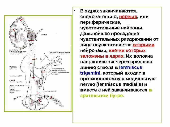 Периферические чувствительные нейроны. Преганглионарные волокна парасимпатической нервной системы. Строение сенсорного нейрона. Тела чувствительных нейронов располагаются:. Периферические чувствительные нейроны.