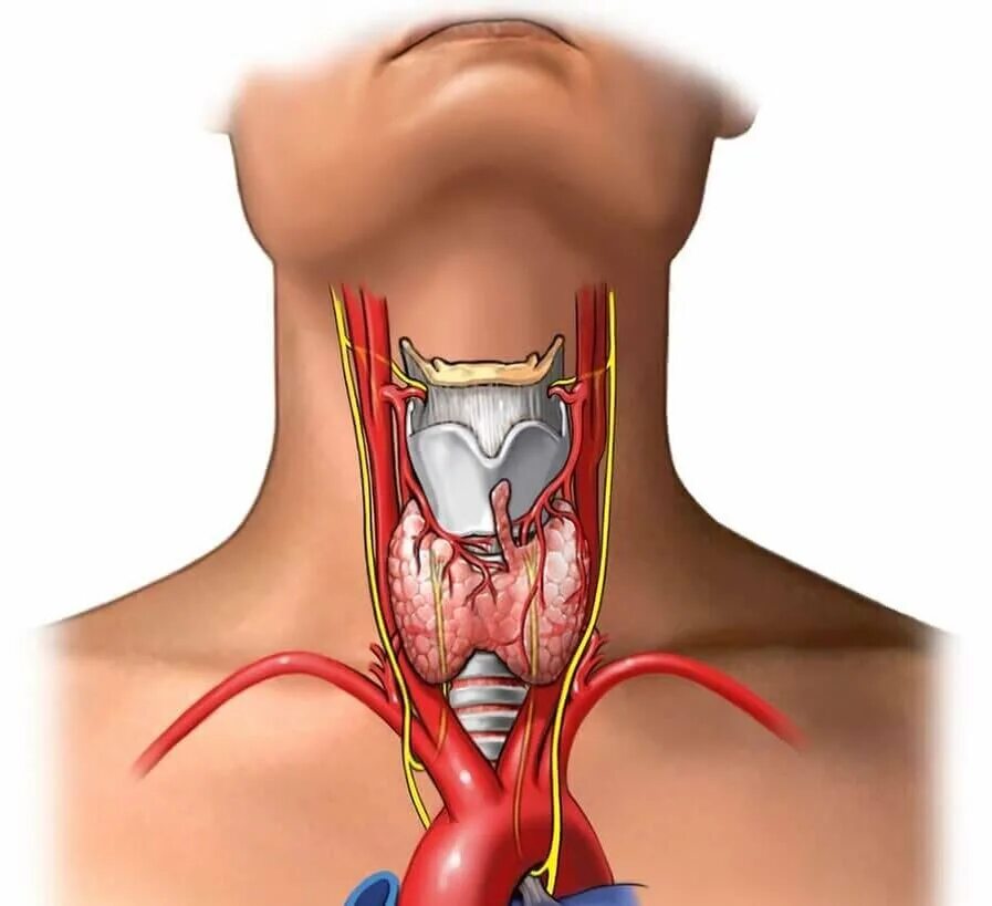 Верхняя щитовидная Вена. Гипотиреоз щитовидной железы. Нижняя щитовидная артерия.