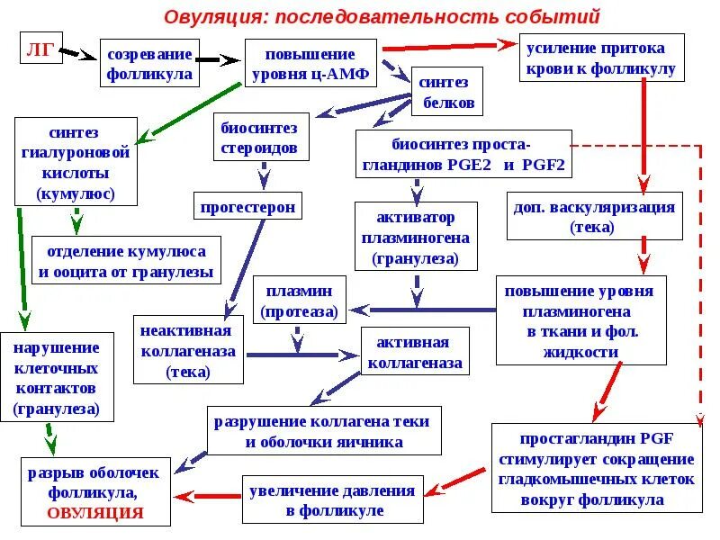 Половые клетки таблица. Характеристика первичных половых клеток. Характеристика мужских и женских половых клеток. Строение половых клеток таблица.