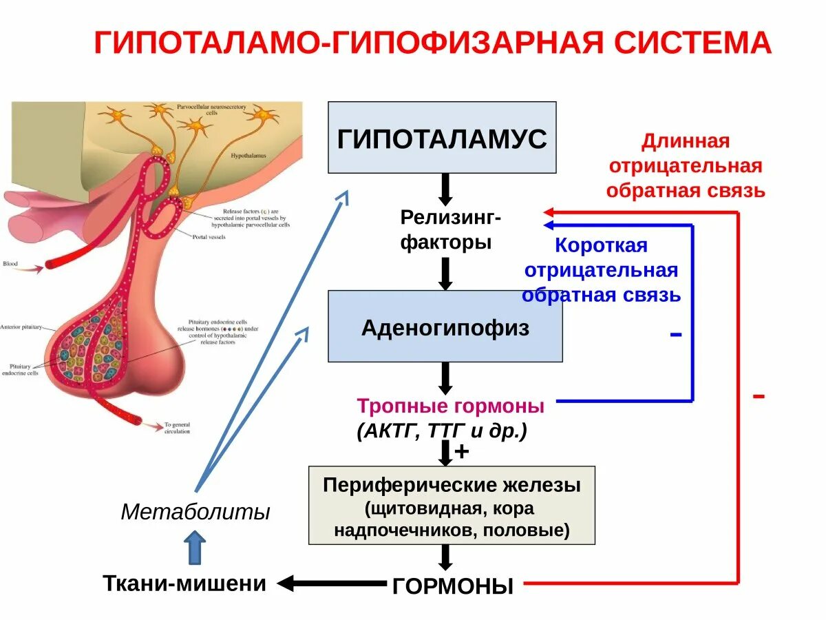 Гипоталамус орган эндокринной системы. Структура гипоталамо-гипофизарной системы. Схема связей гипоталамуса и гипофиза. Гипофиз эпифиз гипоталамус. Роль гипоталамуса в эндокринной системе.