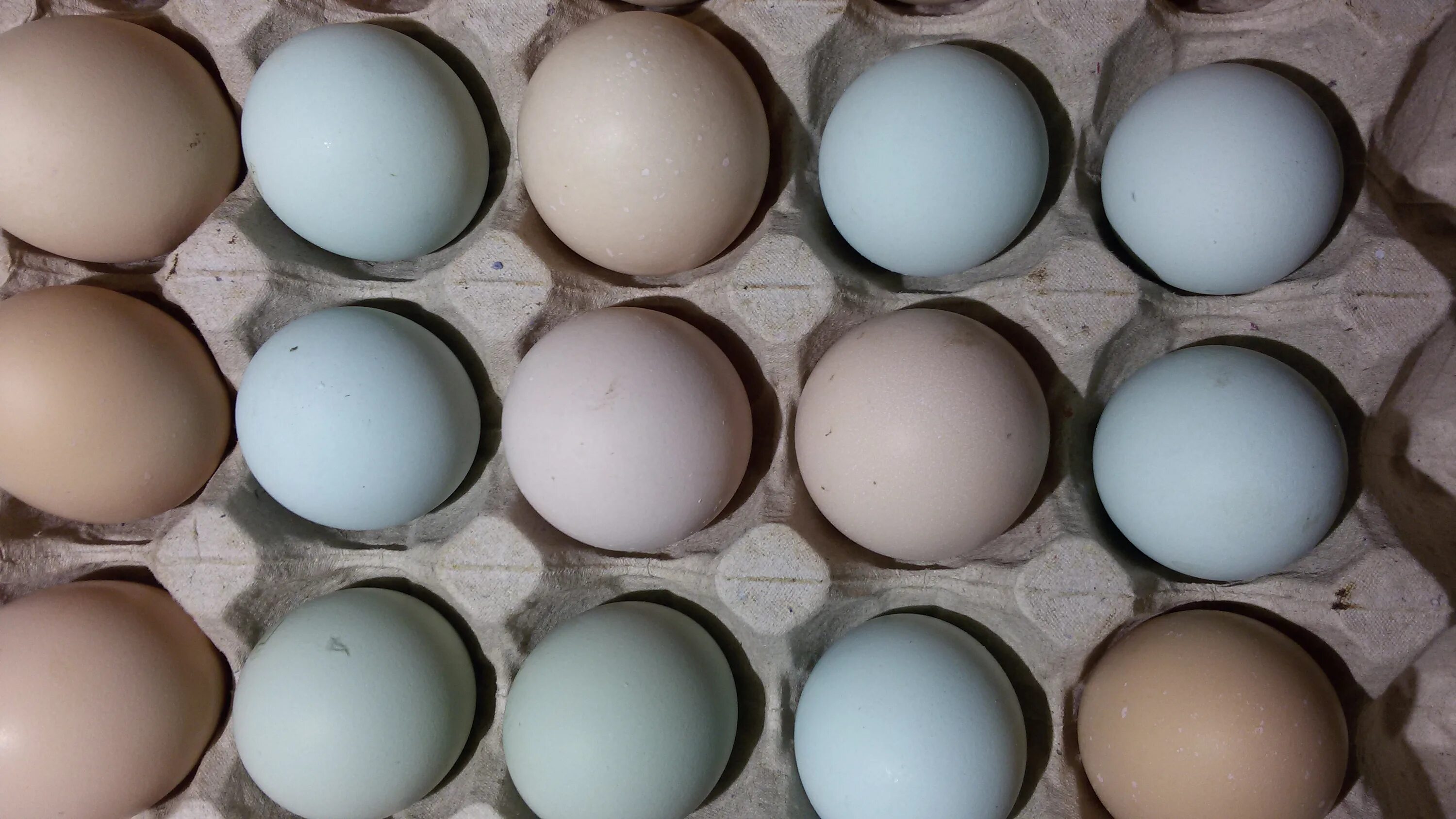 Кремовые яйца. Разноцветное яйцо на инкубацию. Яйцо кремовое. Инкубационные яйца кремового цвета. Куры которые несут цветные яйца.