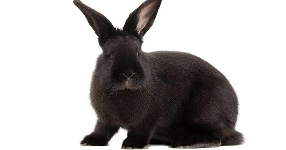 Черный кролик на английском. Черный кролик. Кролик сатин черный. Черный сатиновый кролик. Черный кролик на белом фоне.