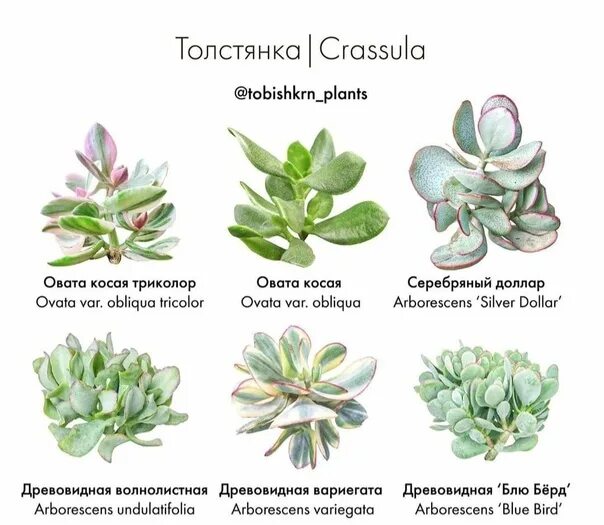 Строение листа толстянки. Строение листа толстянки