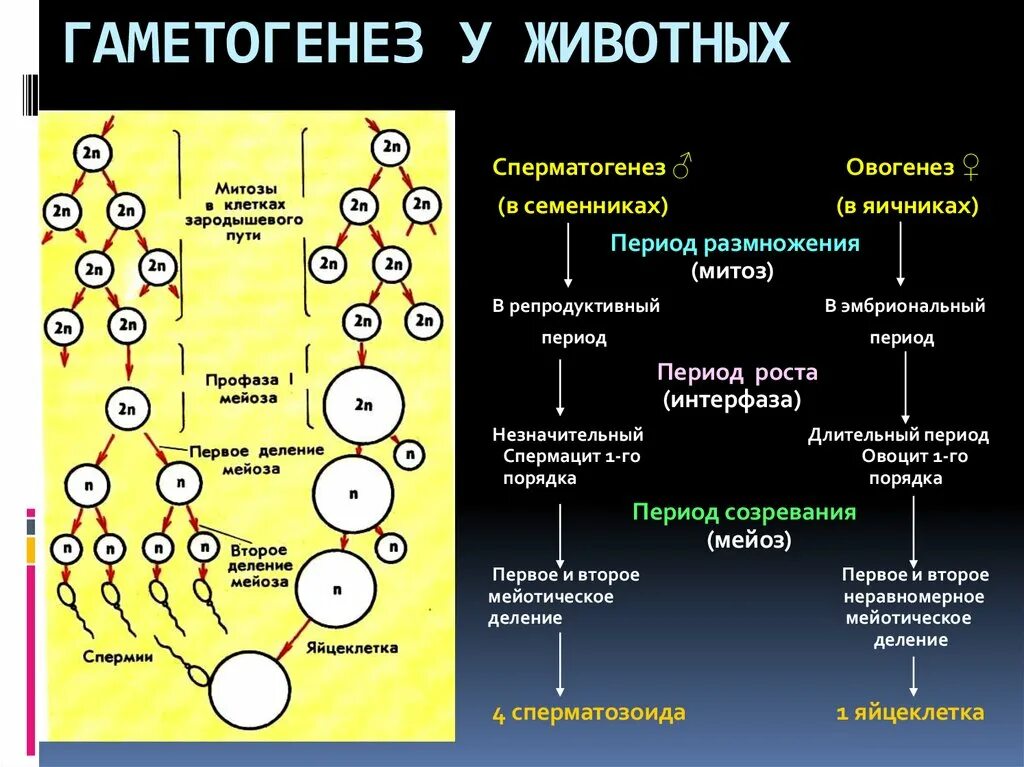 Фазы формирования половых клеток. Гаметогенез Вебиум. Фаза созревания гаметогенеза. Период созревания сперматогенез.