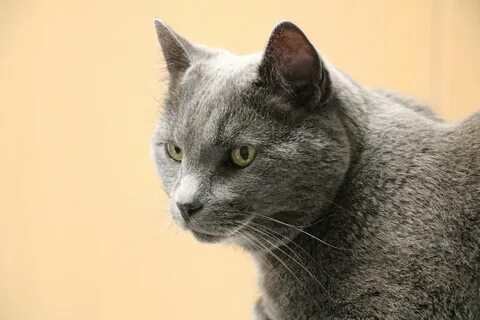 К чему снится большой серый кот