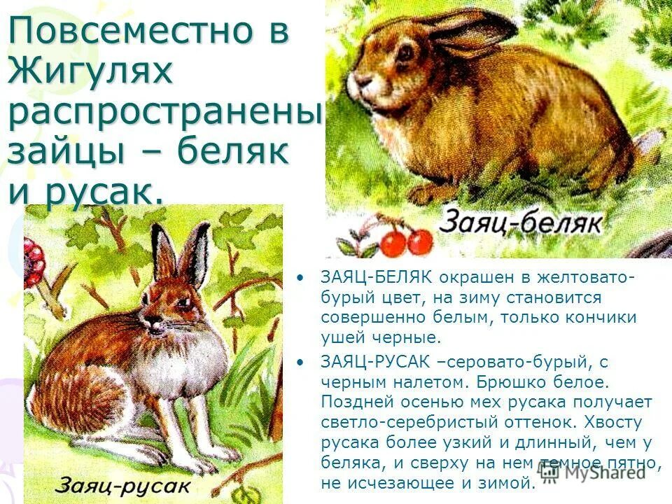 зеленые страницы беляк и русак читать