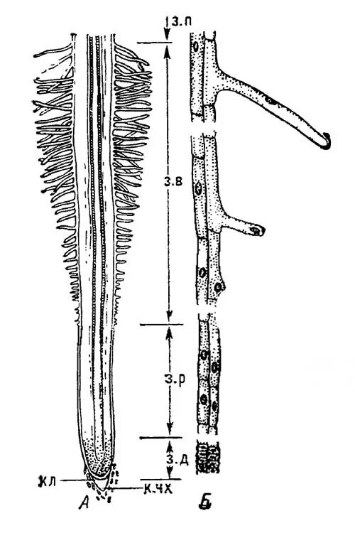 Внешнее строение молодого корня проростка. Строение корня проростка пшеницы. Зоны корня микроскопическое строение корня. Корневые волоски у растений. Зоны корня у проростка пшеницы.