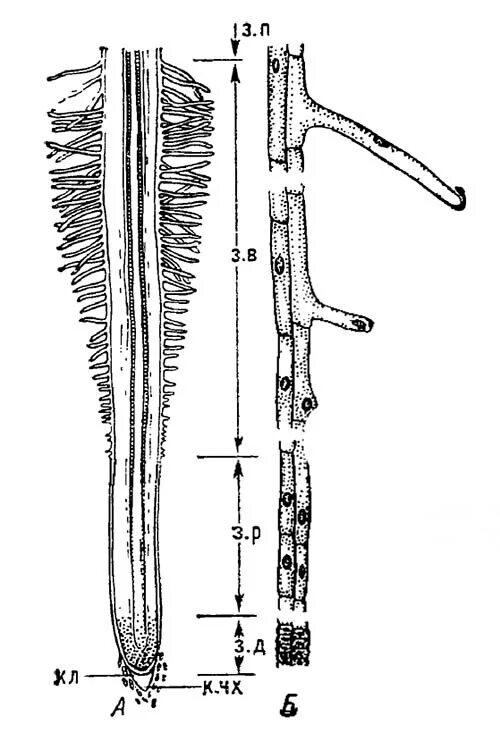 Корневой кончик. Зоны кончика корня проростка пшеницы. Строение корня проростка пшеницы. Ризодерма кончика корня. Строение кончика корня проростка пшеницы.