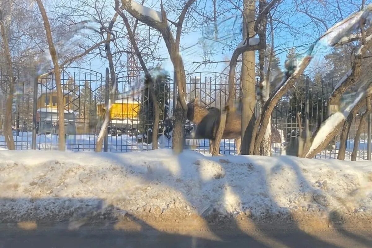 Лось в Ярославле в детском саду за Волгой. Ярославль растрелка Лось. Лось в Ярославле сегодня.