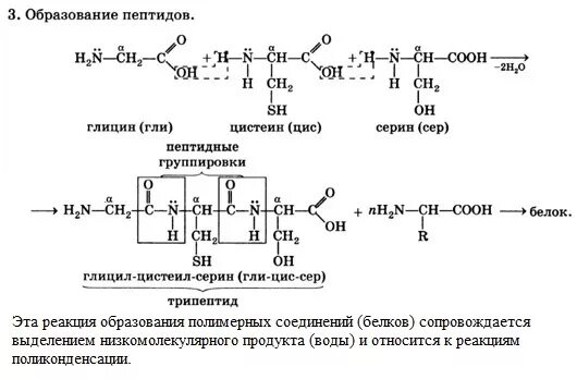 Дипептид глицин цистеин. Реакция образования трипептида Серина глицина лейцина. Реакция образования трипептида из цистеина. Формула трипептида аланин цистеин глицина. Напишите реакцию глицина