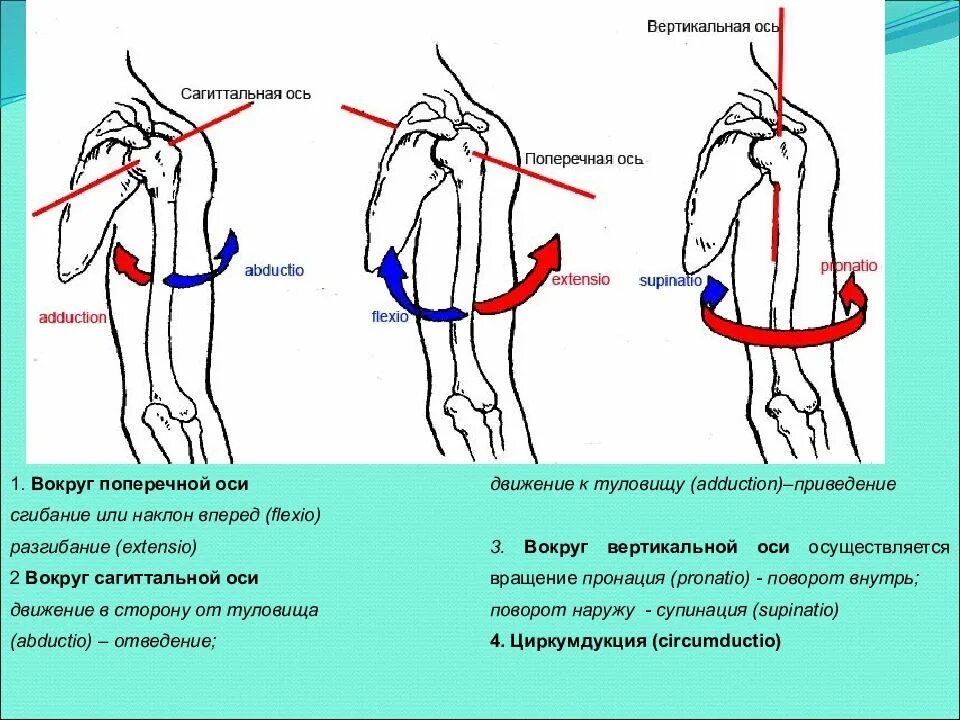 Вращение плечевого сустава вокруг вертикальной оси. Плечевой сустав оси движения и плоскости. Оси вращения суставов. Оси движения в суставах. Через какое плечо нужно