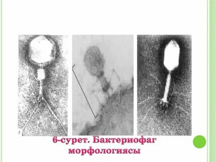 Кале бактериофаг