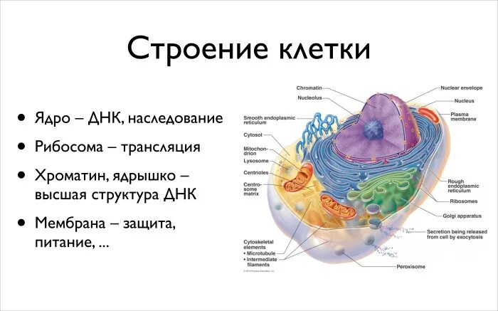 Эукариотическая клетка молекула днк. Строение клетки ДНК. Строение клетки ДНК человека. Структура клетки ДНК. Структура клетки содержащая ДНК.