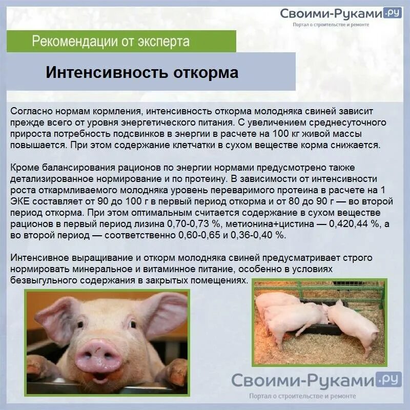Поросята сколько кормить