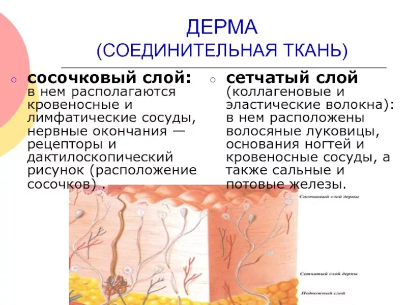 Сосочковый и сетчатый слой. Ткань кожи соединительная кожи дерма. Дерма кожи строение соединительной ткани. Строение сетчатого слоя дермы. Строение дермы сосочковый слой.