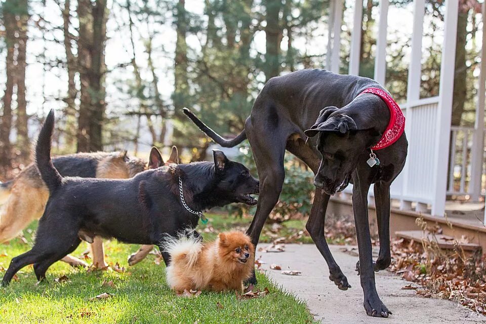 2 больших собак. Собака породы Зевс. Немецкий дог Зевс. Дог Зевс щенки. Дог Зевс самая большая собака в мире.