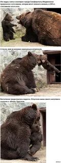 Воспитать медвежонка
