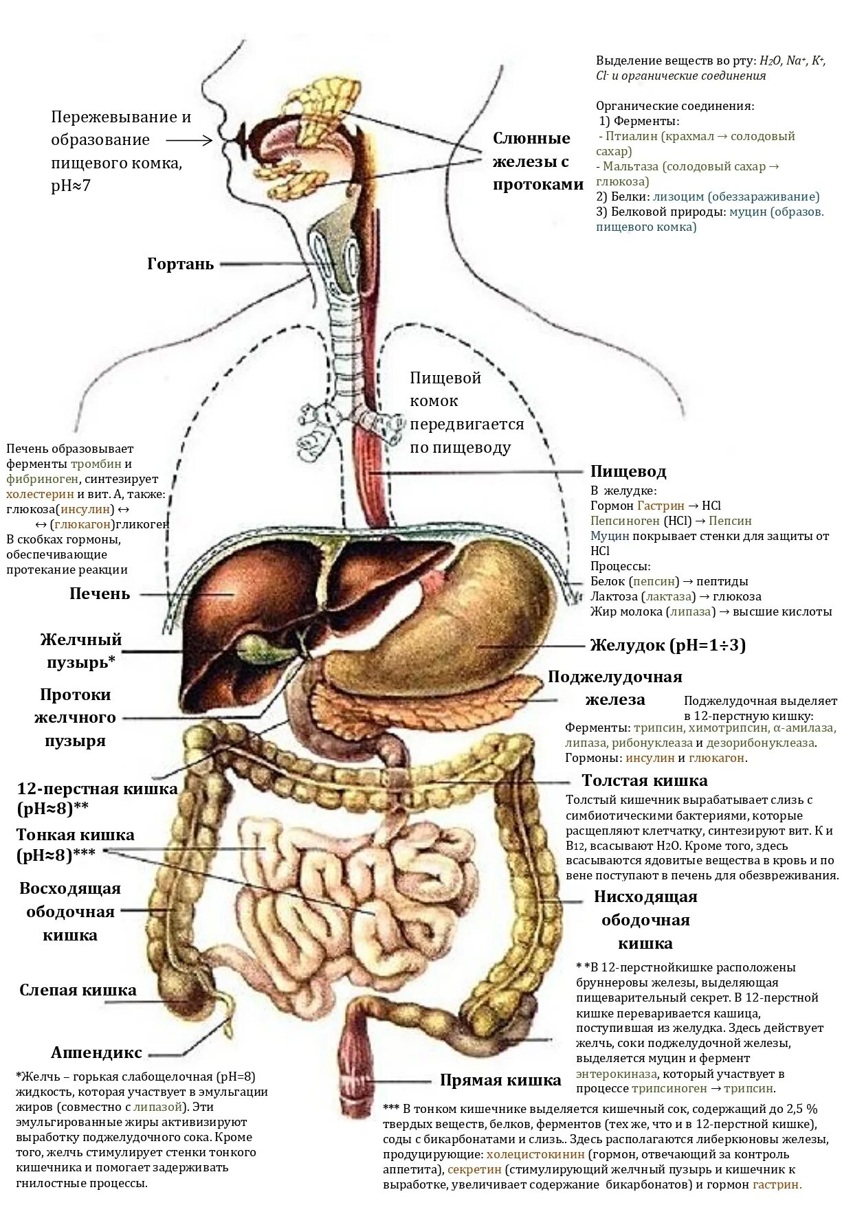 Ферменты желудочных желез. Железы пищеварительной системы схема. Пищеварительная система и процесс пищеварения. Желчный пузырь система органов пищеварения. Схема процесса пищеварения человека.