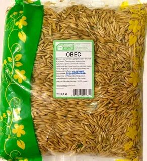 Овес в теплице осенью