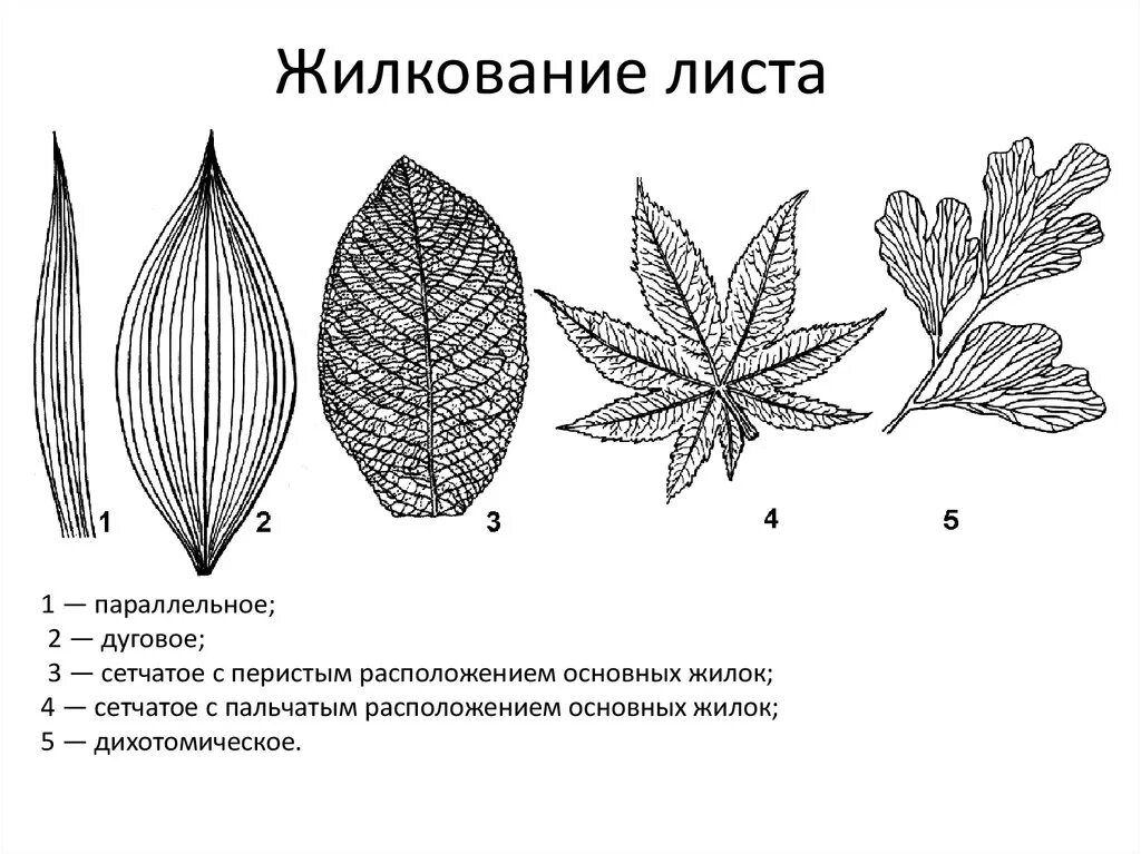 Жилкование листа ивы. Типы жилкования листовой пластинки листовой. Перисто сетчатое жилкование листьев. Параллельное 2 дуговидное 3 пальчатое 4 перистое