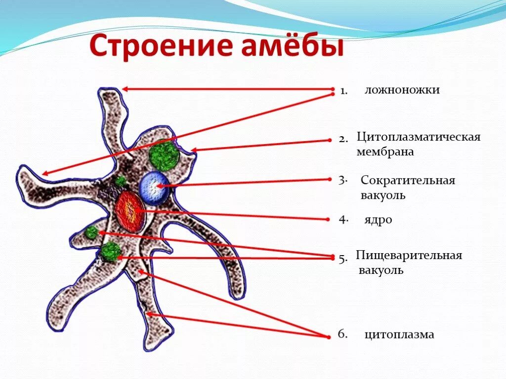 Строение клетки амебы обыкновенной рисунок. Строение клетки амебы обыкновенной. Схема амебы обыкновенной. Амёба обыкновенная строение рисунок.