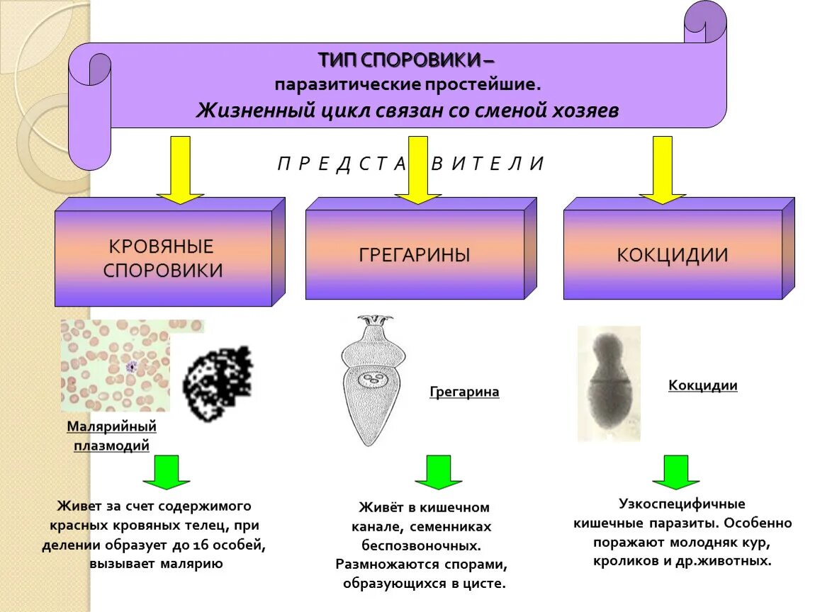 Паразитические представители типа Споровики. Споровики 7 класс биология таблица. Характеристика споровиков паразитов. Класс Споровики представители. Выберите паразитических простейших ответ