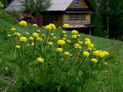 Купава лесная