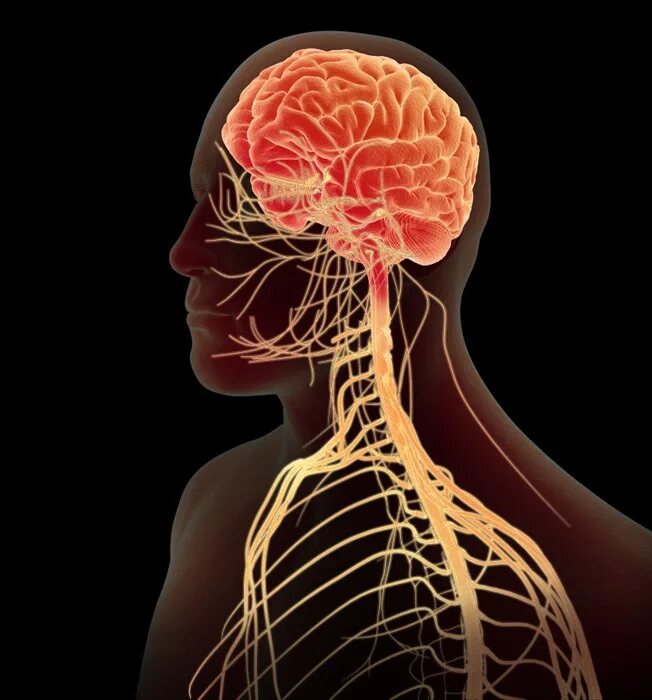 Brain nerve. Нервная система. ЦНС человека. Центральная нервная система человека. Мозг и нервная система.