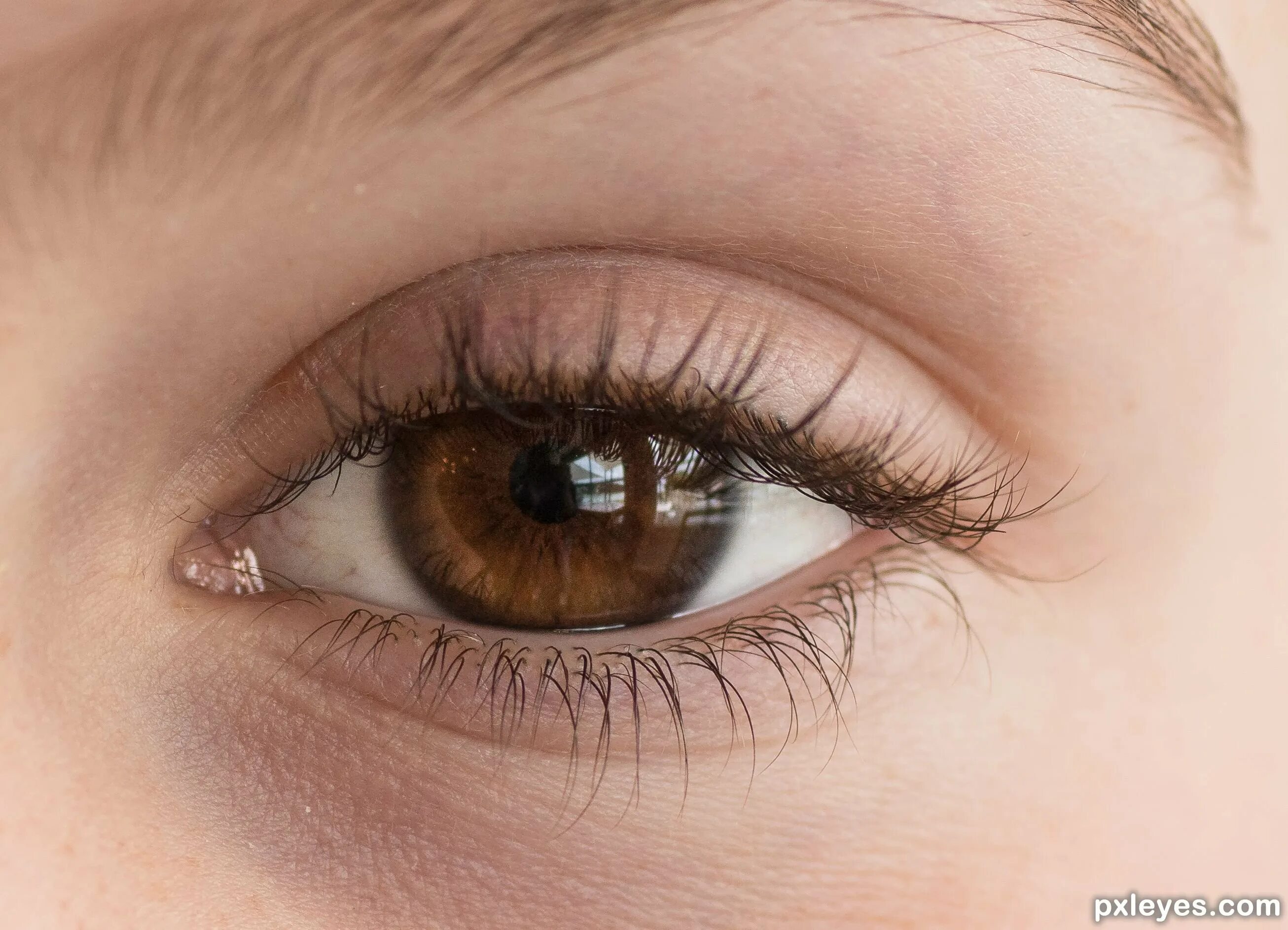 Красивые глаза. Коричневые глаза. Каре-зеленые глаза. Light brown eyes. Женские глаза.